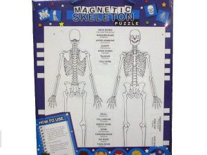 Human Skeleton Chart