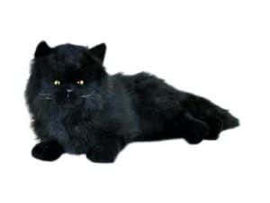 Bocchetta Onyx  Chantilly Cat 46cm