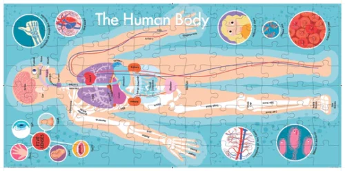 The Human Body - Book & Puzzle - Image 2