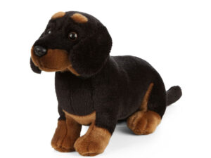 Dachshund